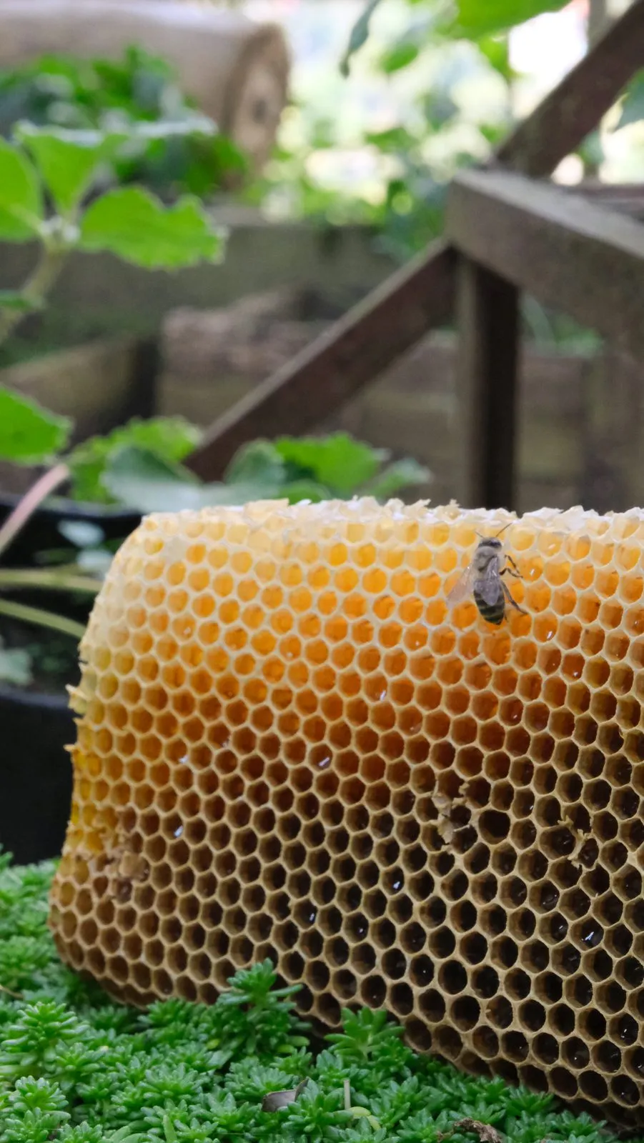 Wild honeycomb resting on moss in Sikkim